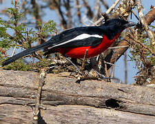 Crimson-breasted Shrike