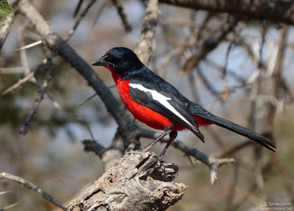 Crimson-breasted Shrikeadult