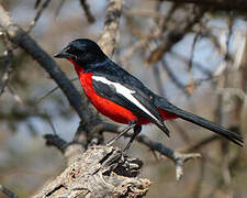 Crimson-breasted Shrike