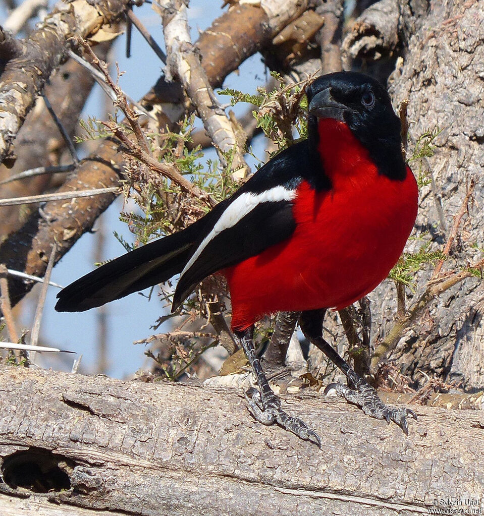 Gonolek rouge et noir