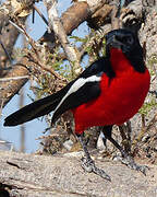 Crimson-breasted Shrike