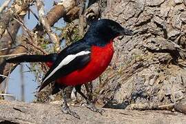 Crimson-breasted Shrike