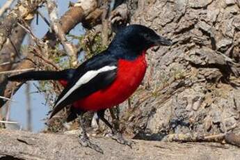 Gonolek rouge et noir