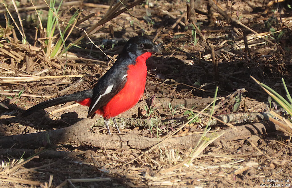 Gonolek rouge et noiradulte