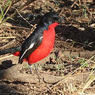Gonolek rouge et noir