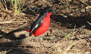 Crimson-breasted Shrike