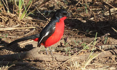 Gonolek rouge et noir