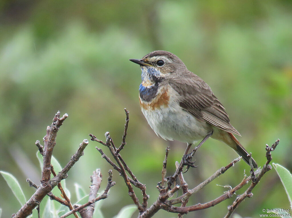 Bluethroat male adult