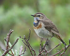 Bluethroat