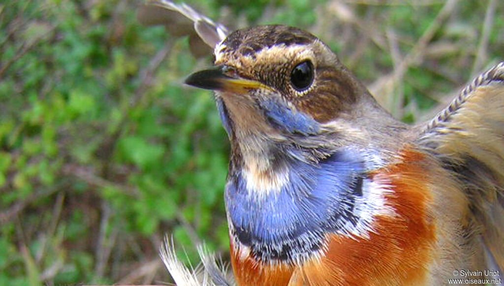 Bluethroat male adult, close-up portrait