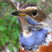 Bluethroat