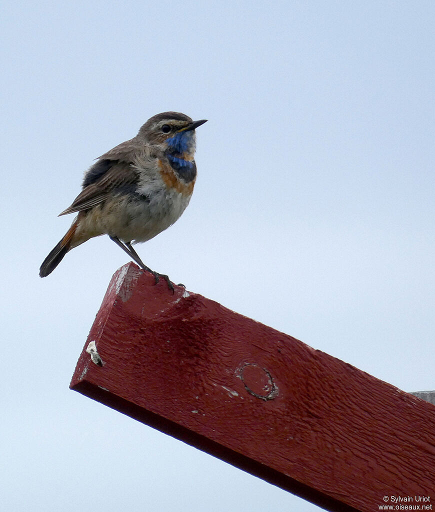 Bluethroat male adult