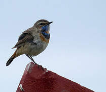 Bluethroat