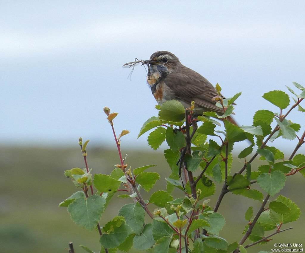 Bluethroat