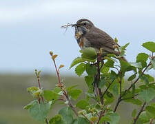 Bluethroat