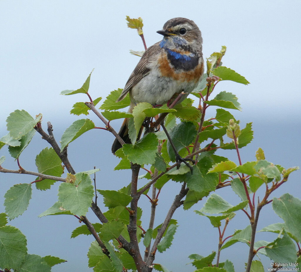 Bluethroat male adult