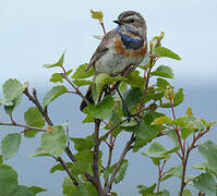 Bluethroat