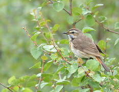 Bluethroat