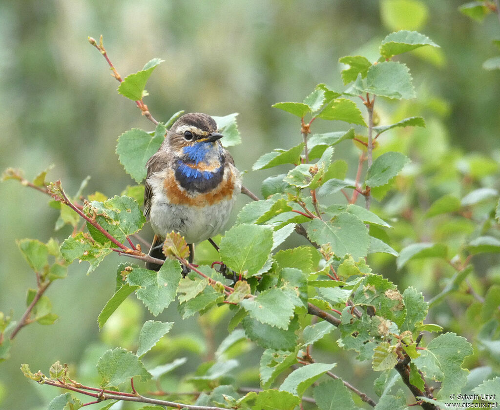 Bluethroat male adult