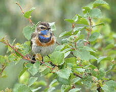 Bluethroat