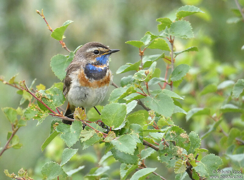 Bluethroat male adult