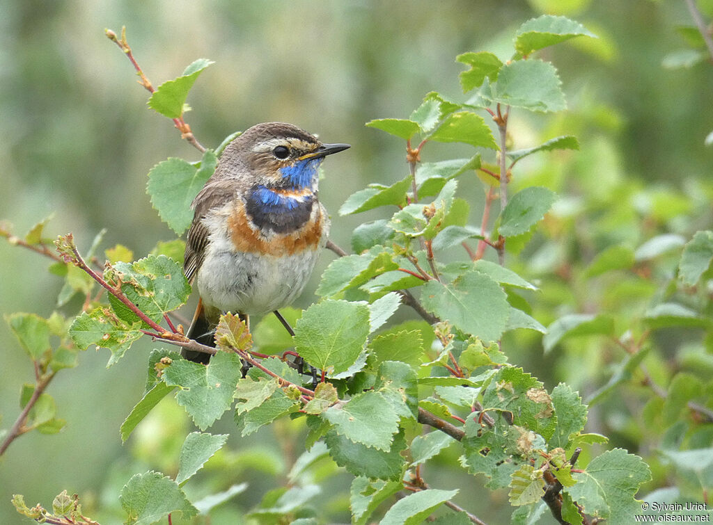 Gorgebleue à miroir mâle adulte