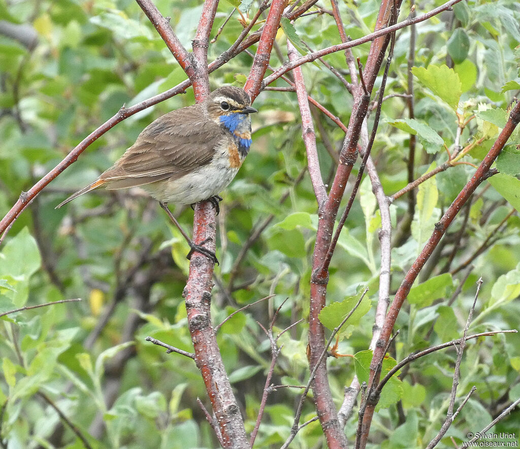 Bluethroat male adult