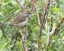 Bluethroat