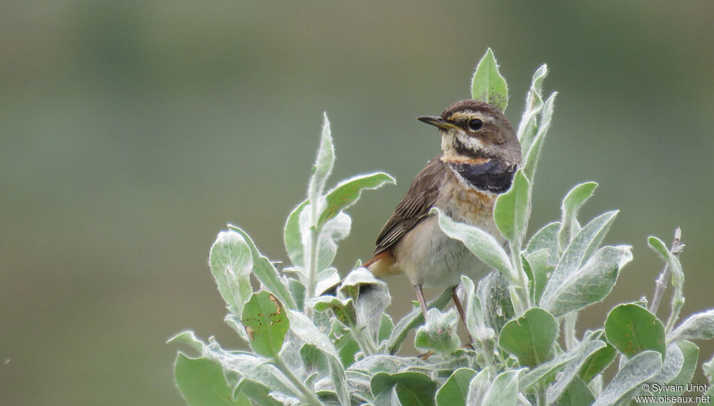 Bluethroat male adult