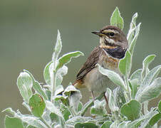 Bluethroat