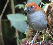 Chestnut-naped Antpitta