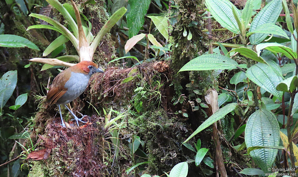 Chestnut-naped Antpittaadult