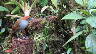 Chestnut-naped Antpitta