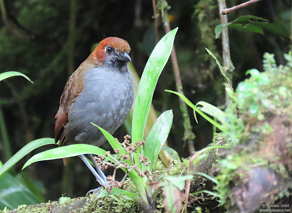 Chestnut-naped Antpittaadult