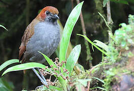 Chestnut-naped Antpitta