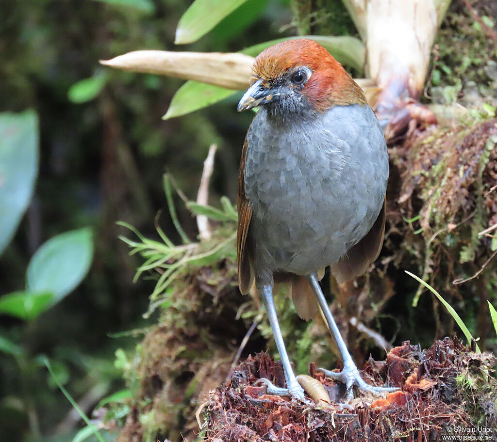 Chestnut-naped Antpittaadult