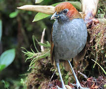 Chestnut-naped Antpitta