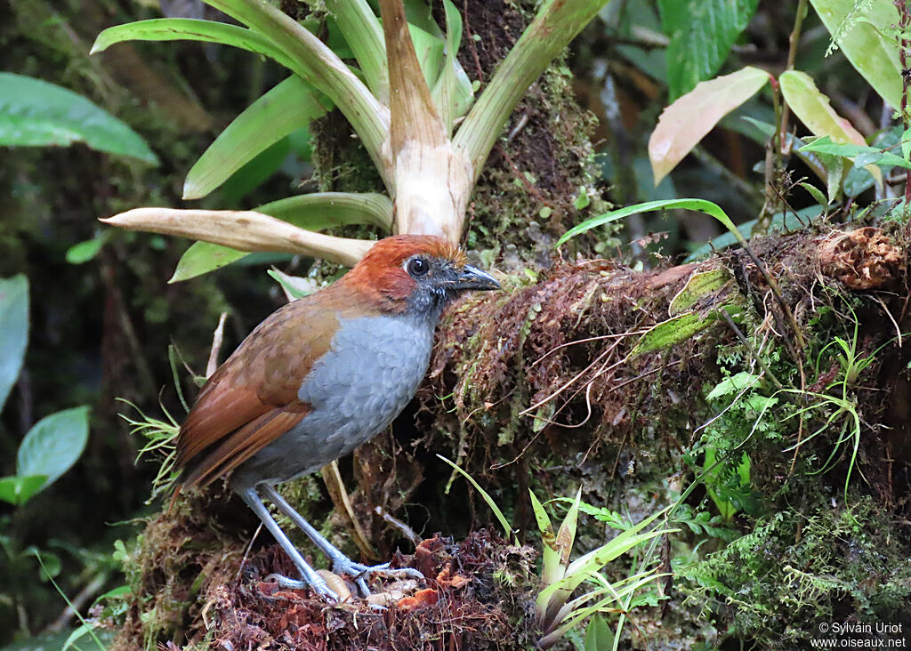 Chestnut-naped Antpittaadult