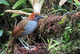 Chestnut-naped Antpitta