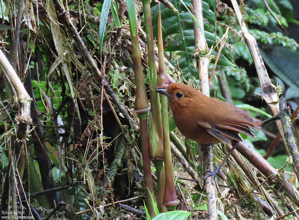 Equatorial Antpittaadult