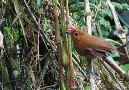 Equatorial Antpitta