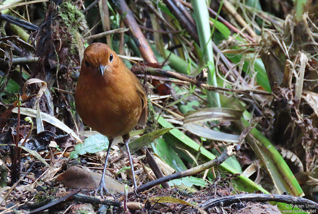 Equatorial Antpittaadult