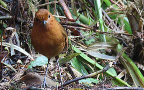 Equatorial Antpitta