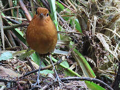 Equatorial Antpitta