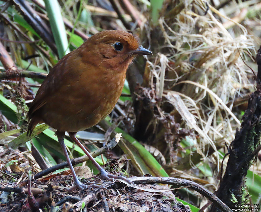 Equatorial Antpittaadult