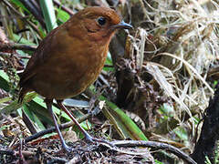 Equatorial Antpitta