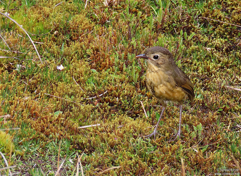 Tawny Antpittaimmature