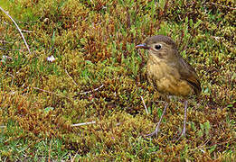 Tawny Antpitta