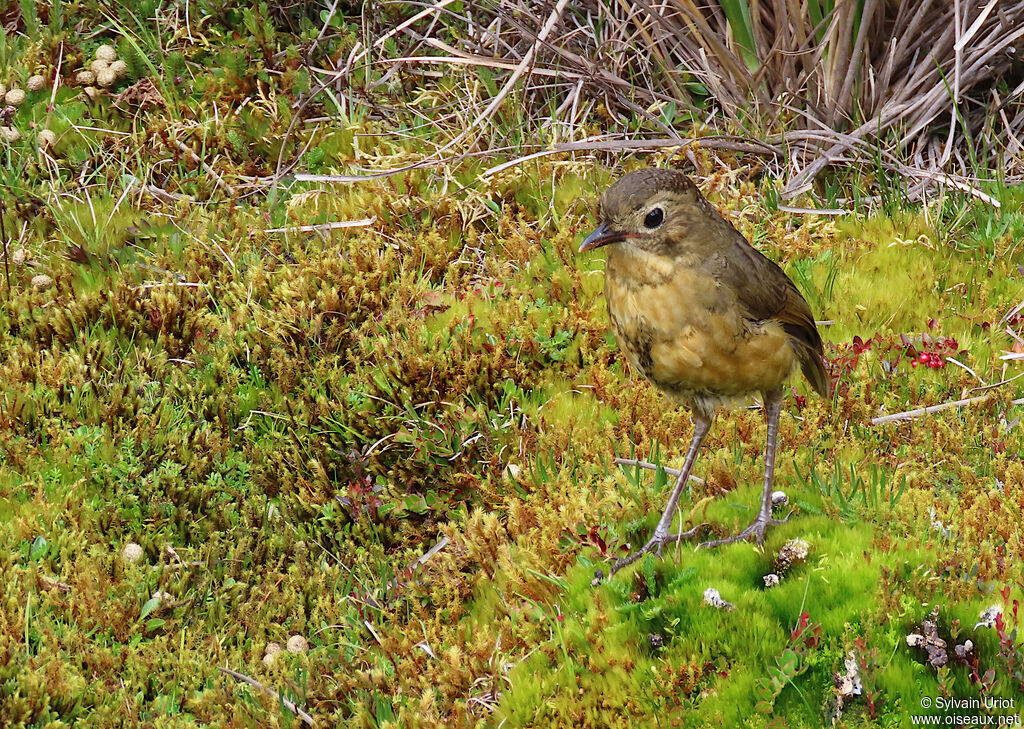 Tawny Antpittaimmature