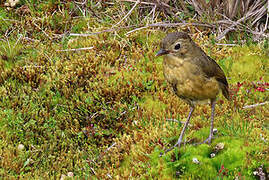 Tawny Antpitta